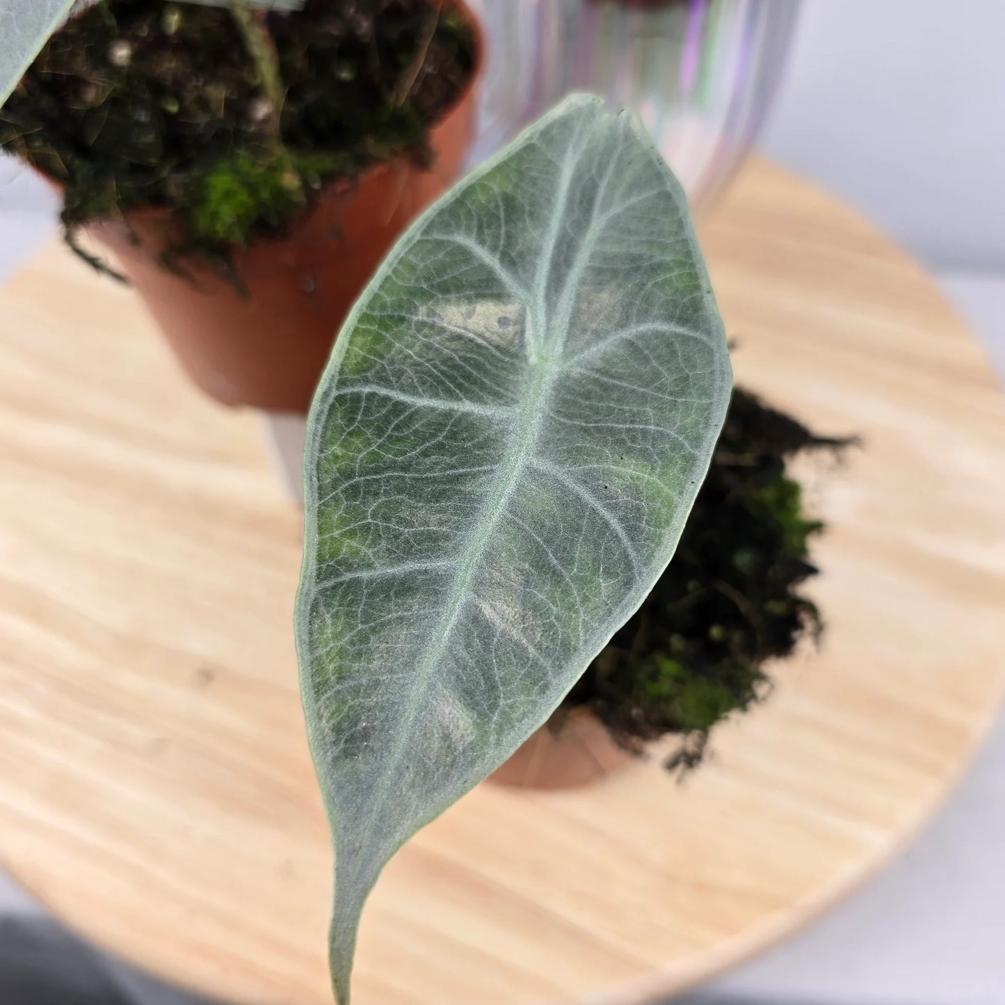 Alocasia Longiloba Purple 'S'