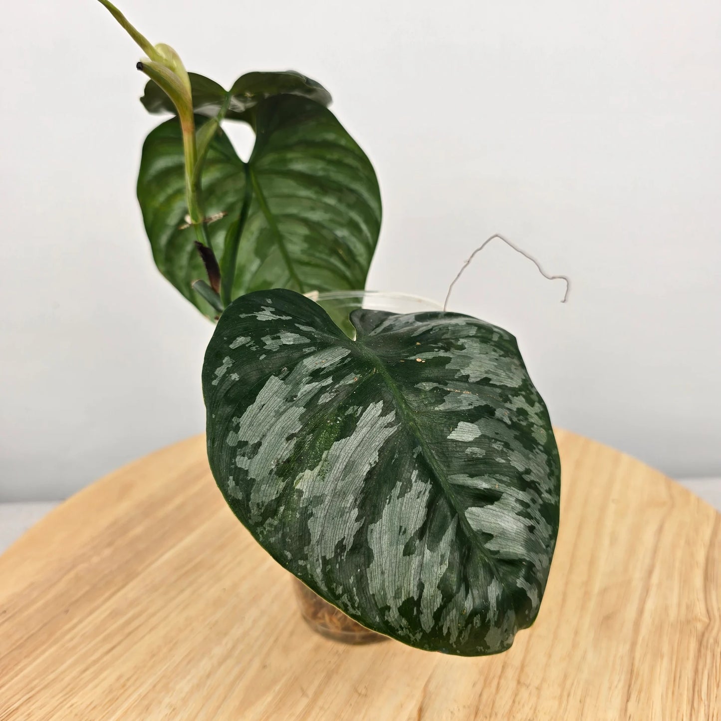 Philodendron Brandtianum 'Wild Form' (RC)