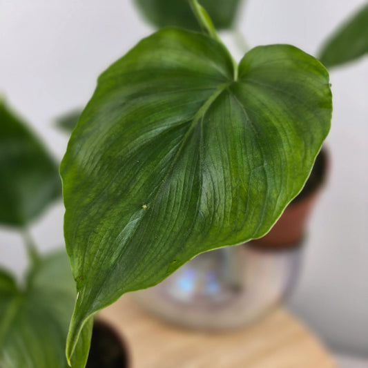 Philodendron warszewiczii