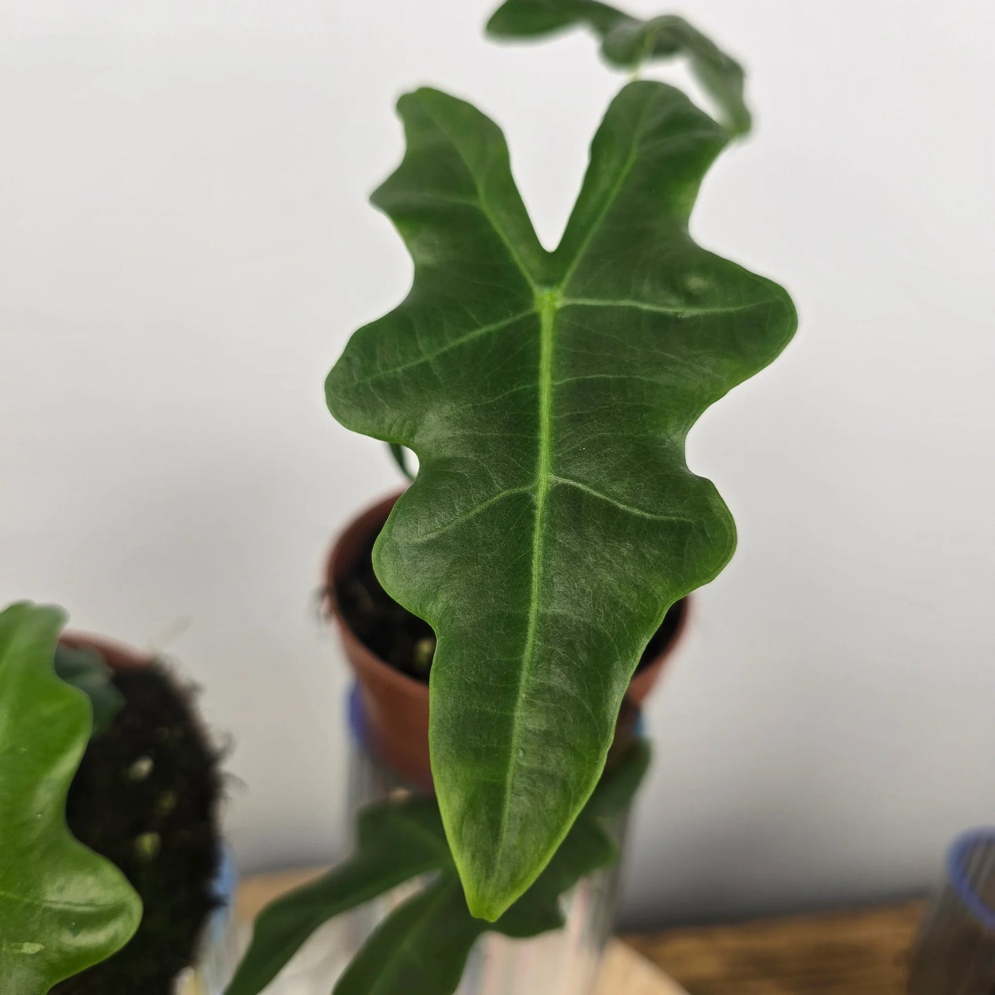 Alocasia Portei