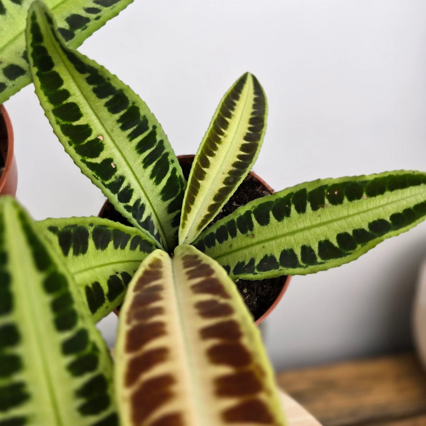 Labisia 'Jambi'