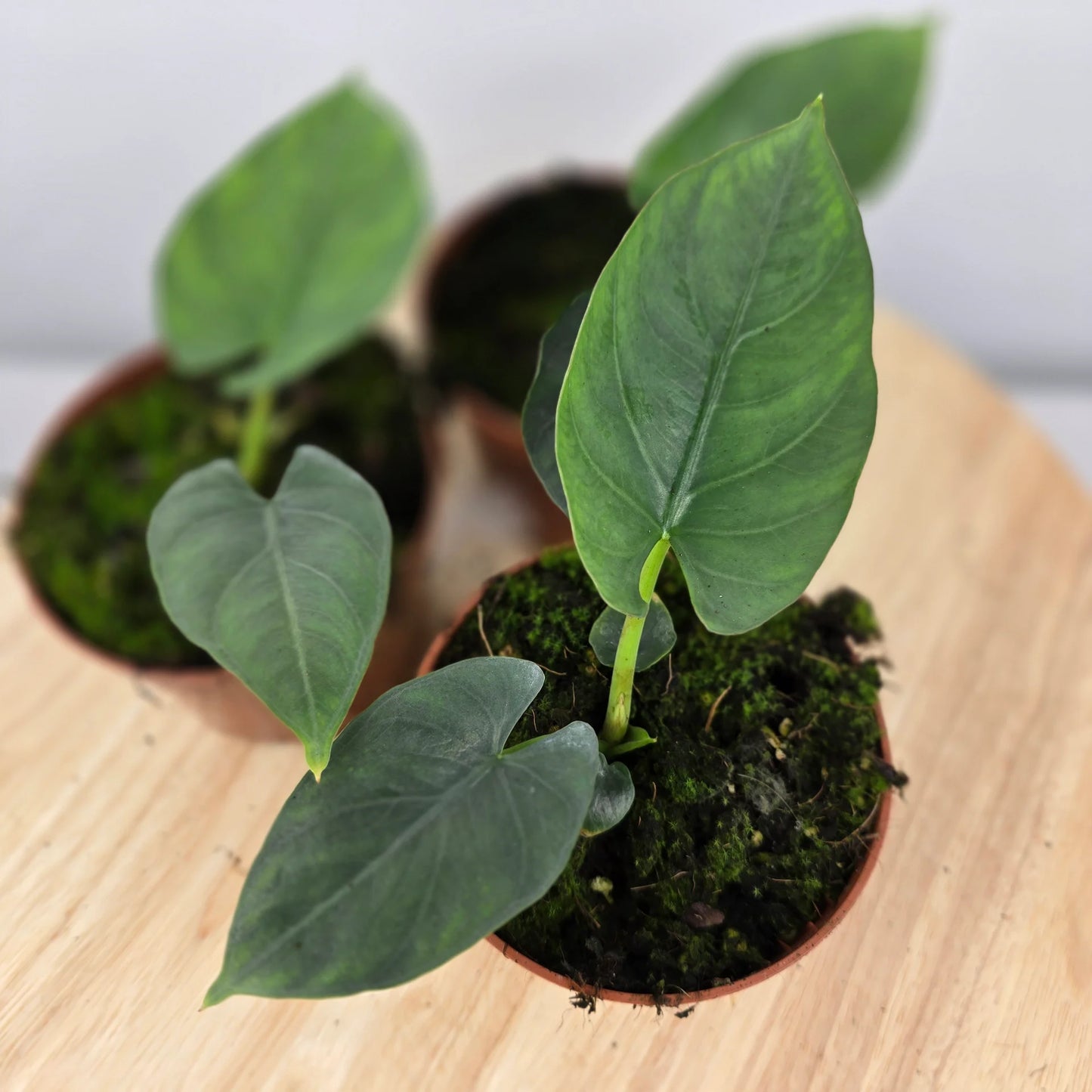 Alocasia scabriuscula