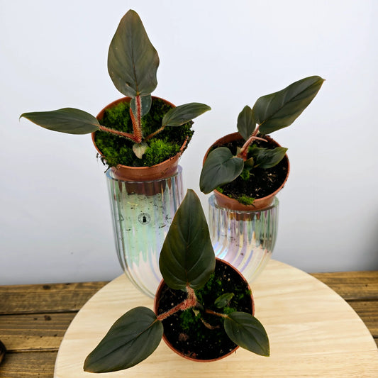 Philodendron squamiferum x serpens