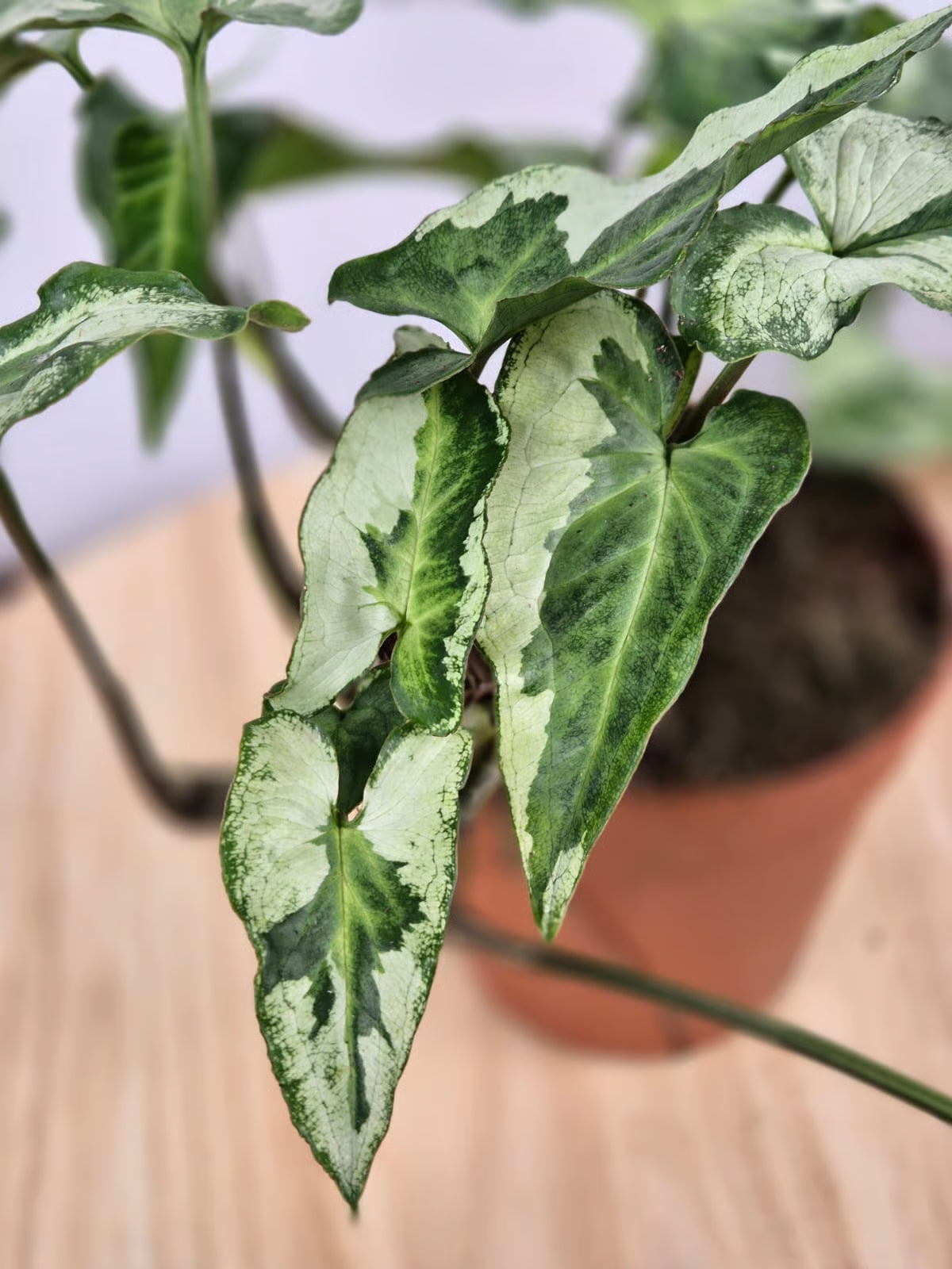 Syngonium 'Three Kings'