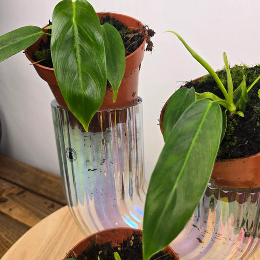 Philodendron patriciae