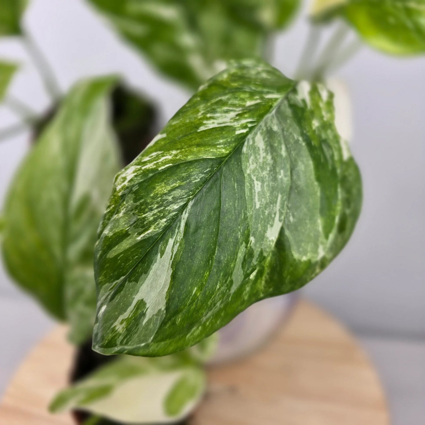 Monstera lechleriana 'Variegata'