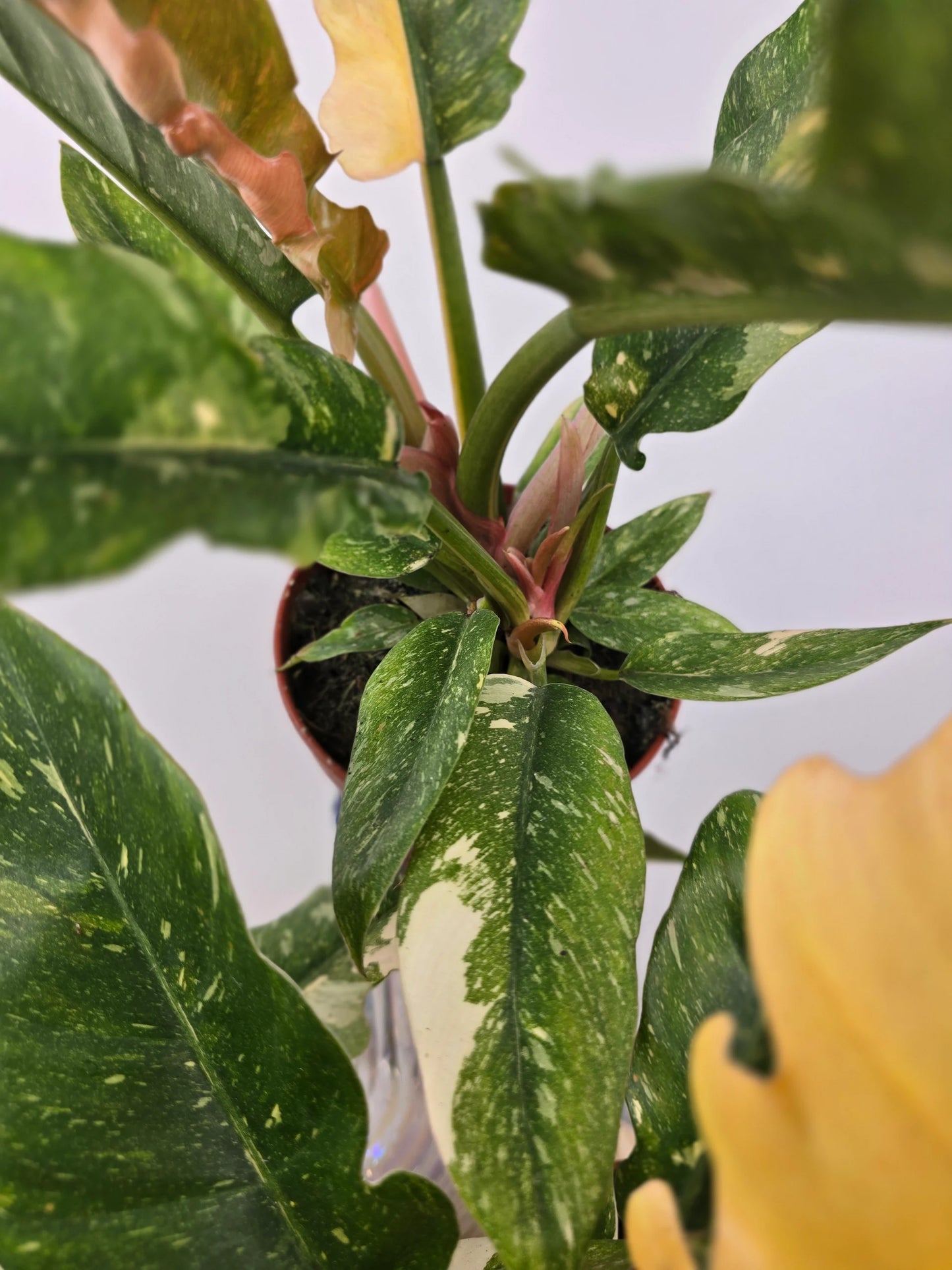 Philodendron 'Ring of Fire'
