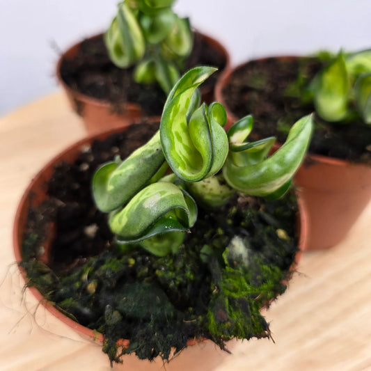 Hoya carnosa Compacta 'Mauna Loa'