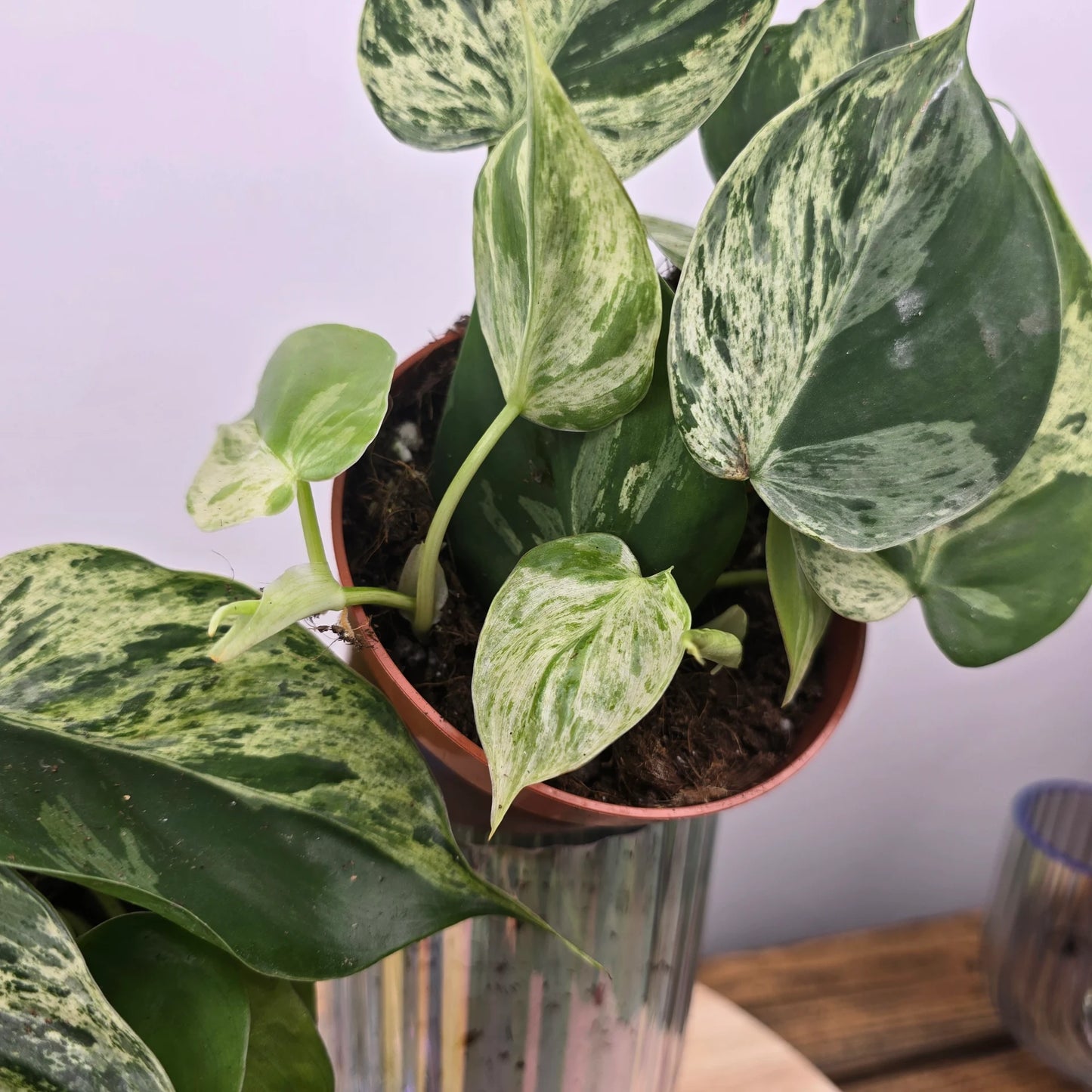 Philodendron hederaceum oxycardium 'Variegata'