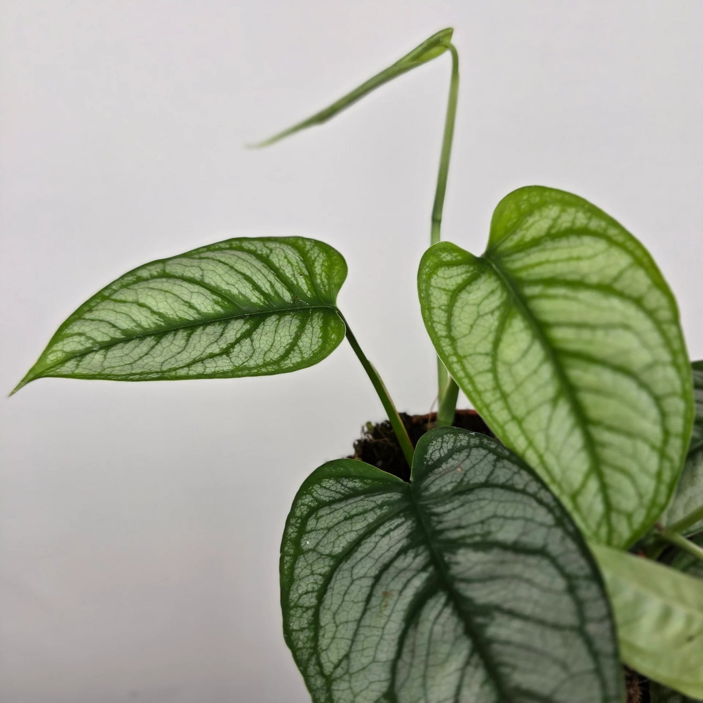 Monstera siltepecana 'El Salvador'