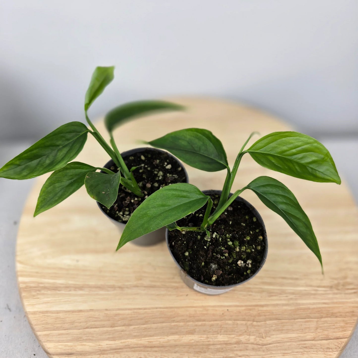 Monstera praetermissa