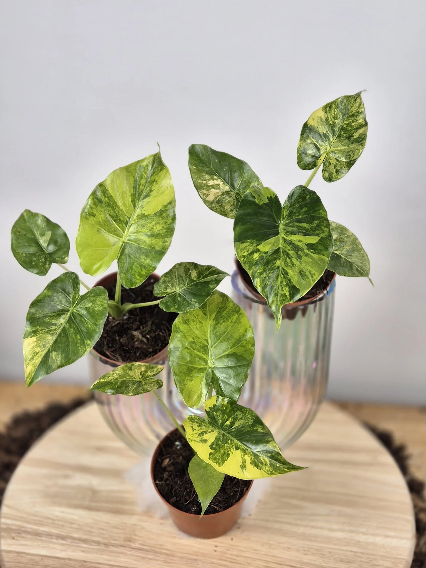 Alocasia gageana 'aurea'