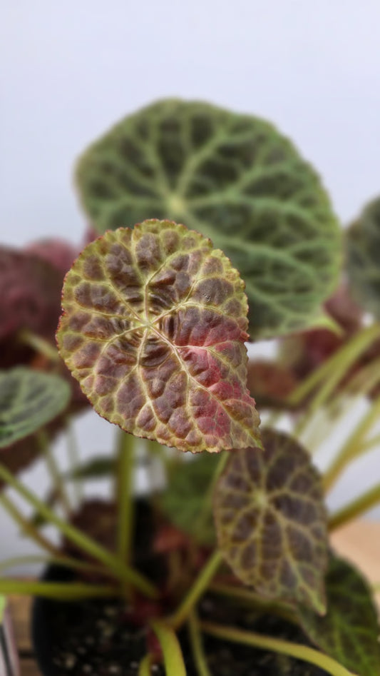 Begonia goegoensis