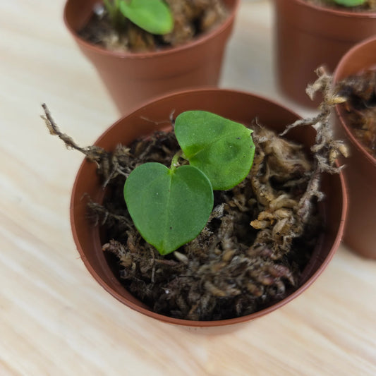 Anthurium Forgetii x Besseae aff x Papillilaminum dark x