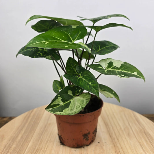 Syngonium Panda