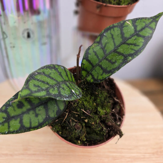 Hoya callistophylla 'Black Cat'