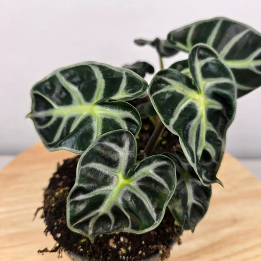 Alocasia Balloon Heart