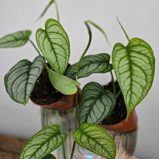 Monstera siltepecana 'El Salvador'