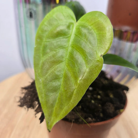 Anthurium Veitchii 'S'