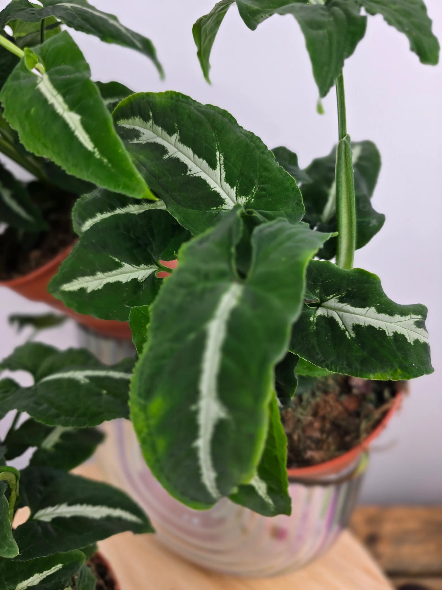 Syngonium Wendlandii