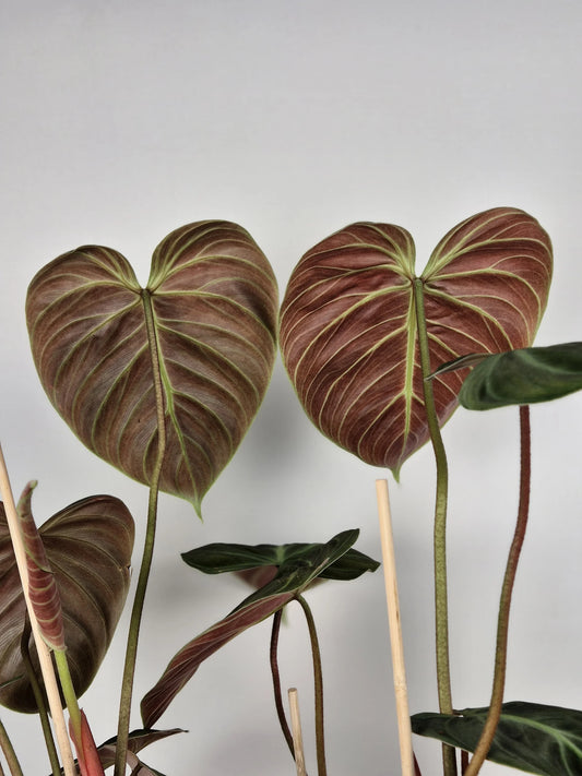 Philodendron 'El Choco Red'