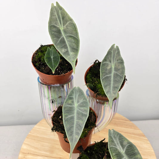 Alocasia Longiloba 'silver'