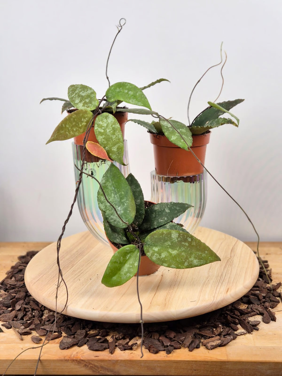 Hoya Caudata (Sumatra)