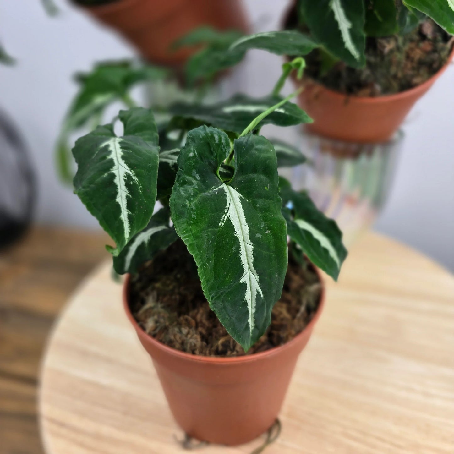 Syngonium Wendlandii