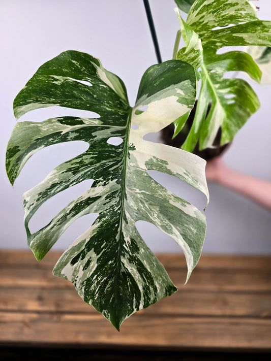 Monstera Deliciosa 'variegata'
