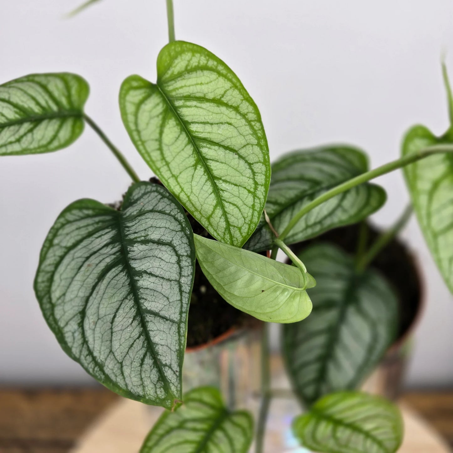 Monstera siltepecana 'El Salvador'