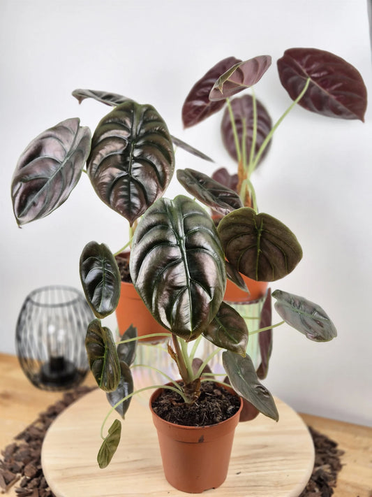 Alocasia Cuprea Red Secret