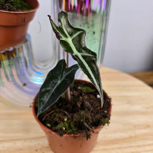 Alocasia Sanderiana Nobilis 'S'