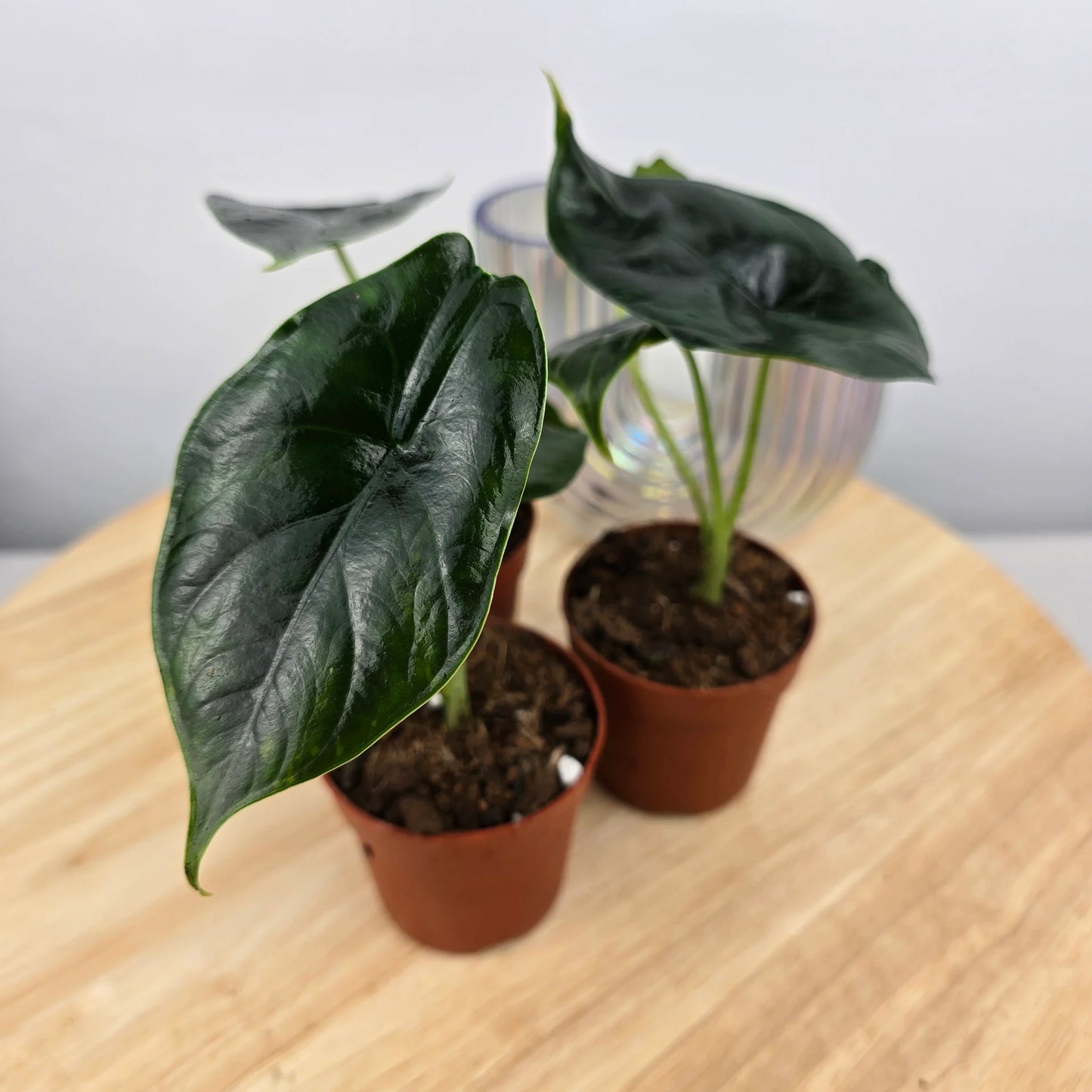 Alocasia 'Green Unicorn'