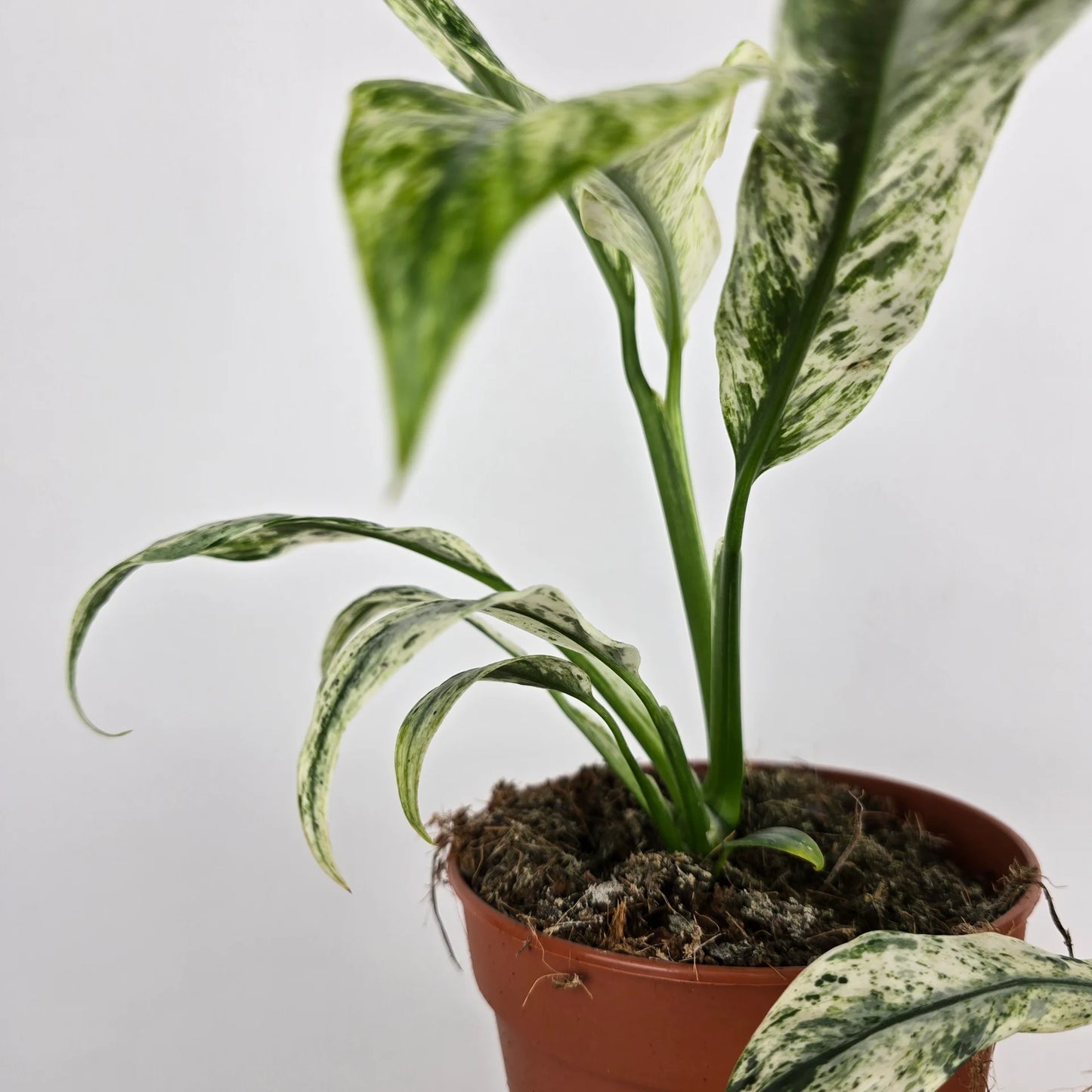 Rhaphidophora puberula 'Variegata'