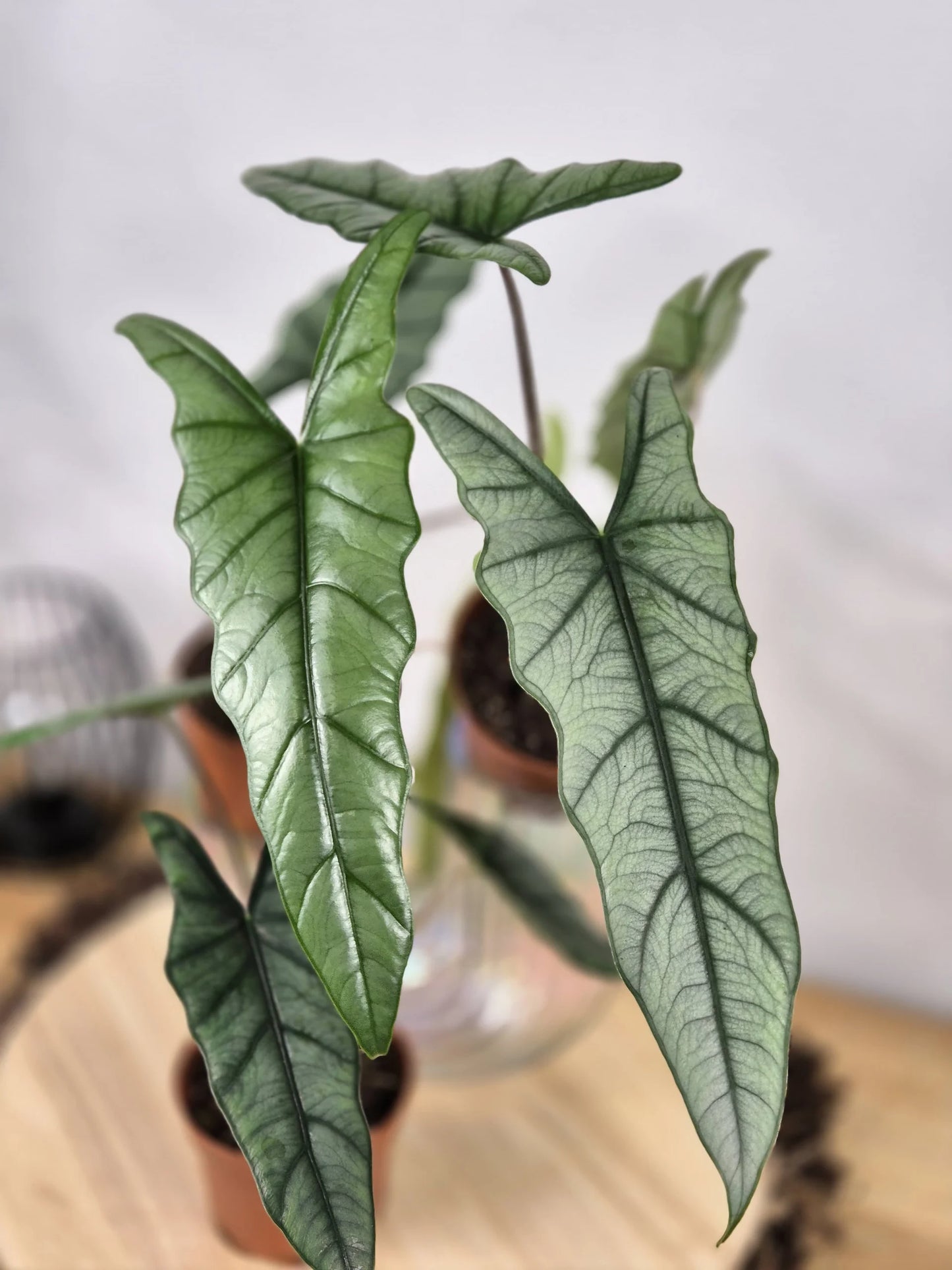 Alocasia Heterophylla