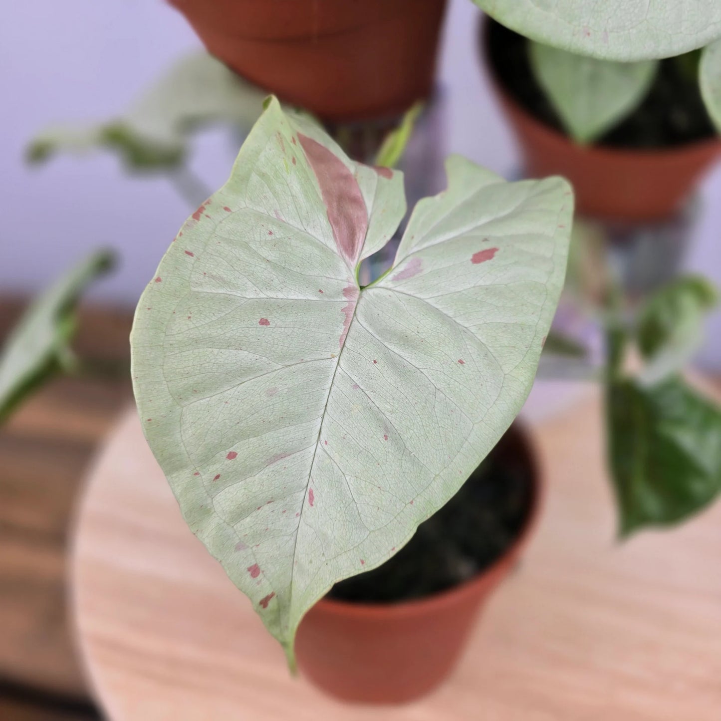 Syngonium 'Confetti'
