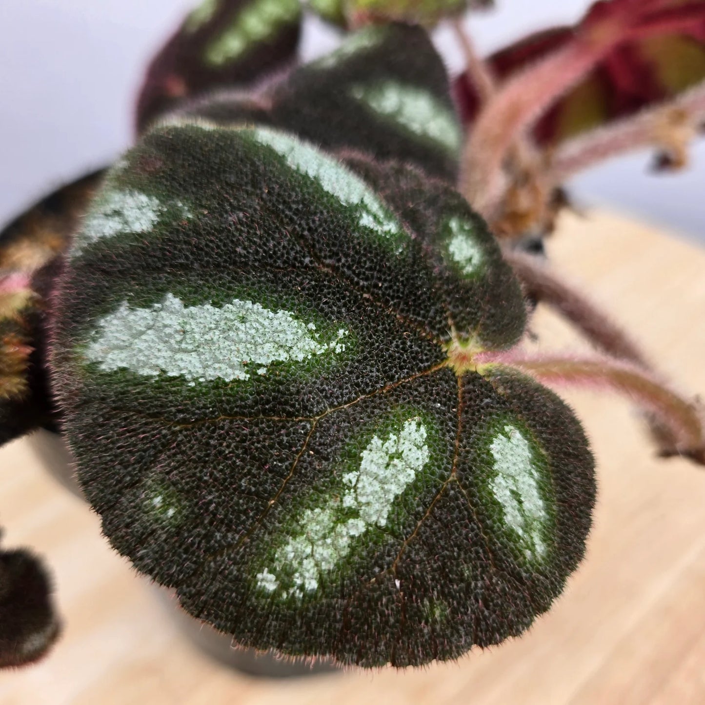 Begonia 'Ngoc Lac'