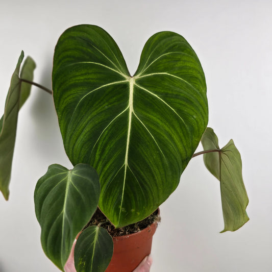 Philodendron Gloriosum