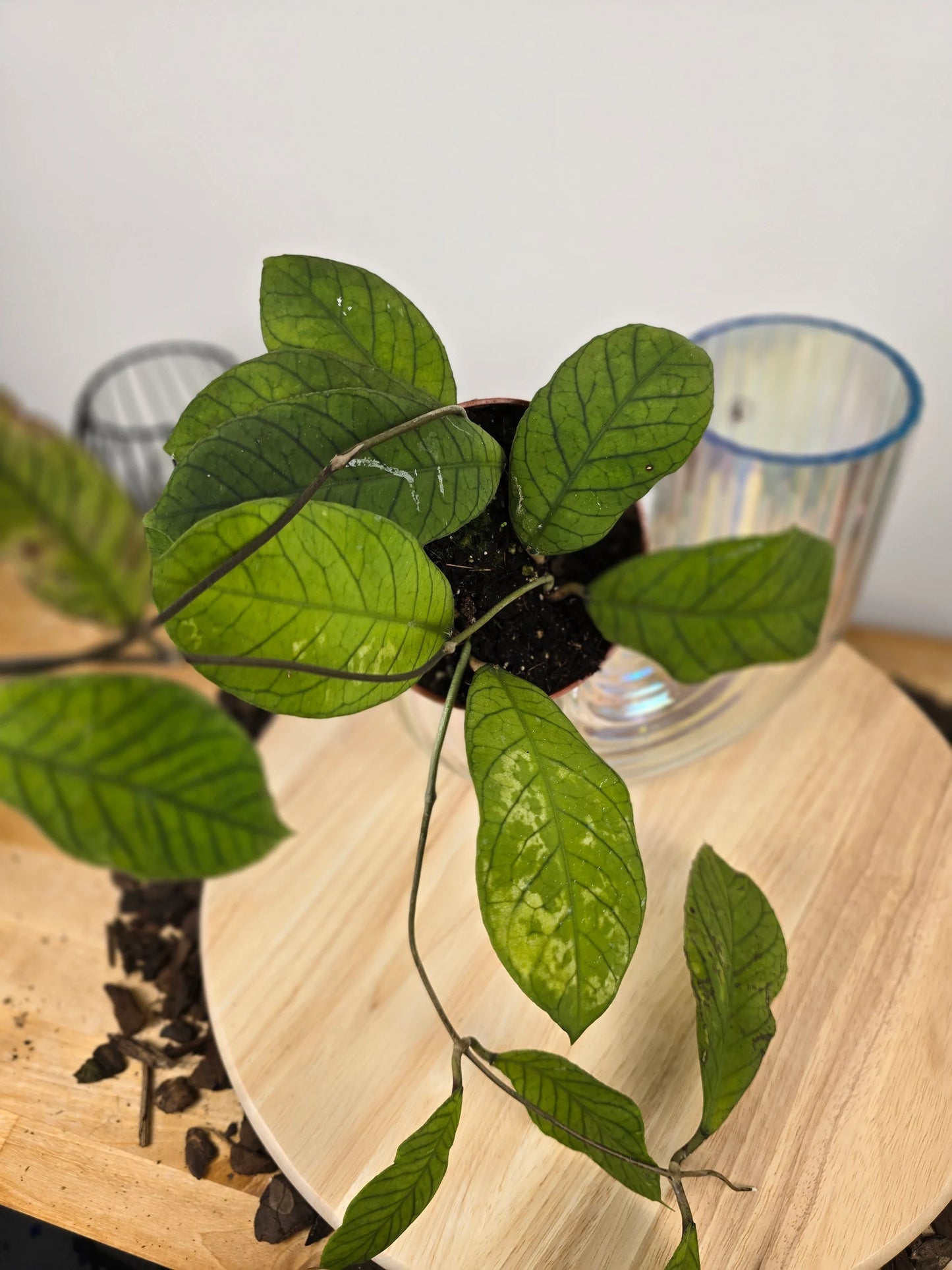Hoya sp Sabah