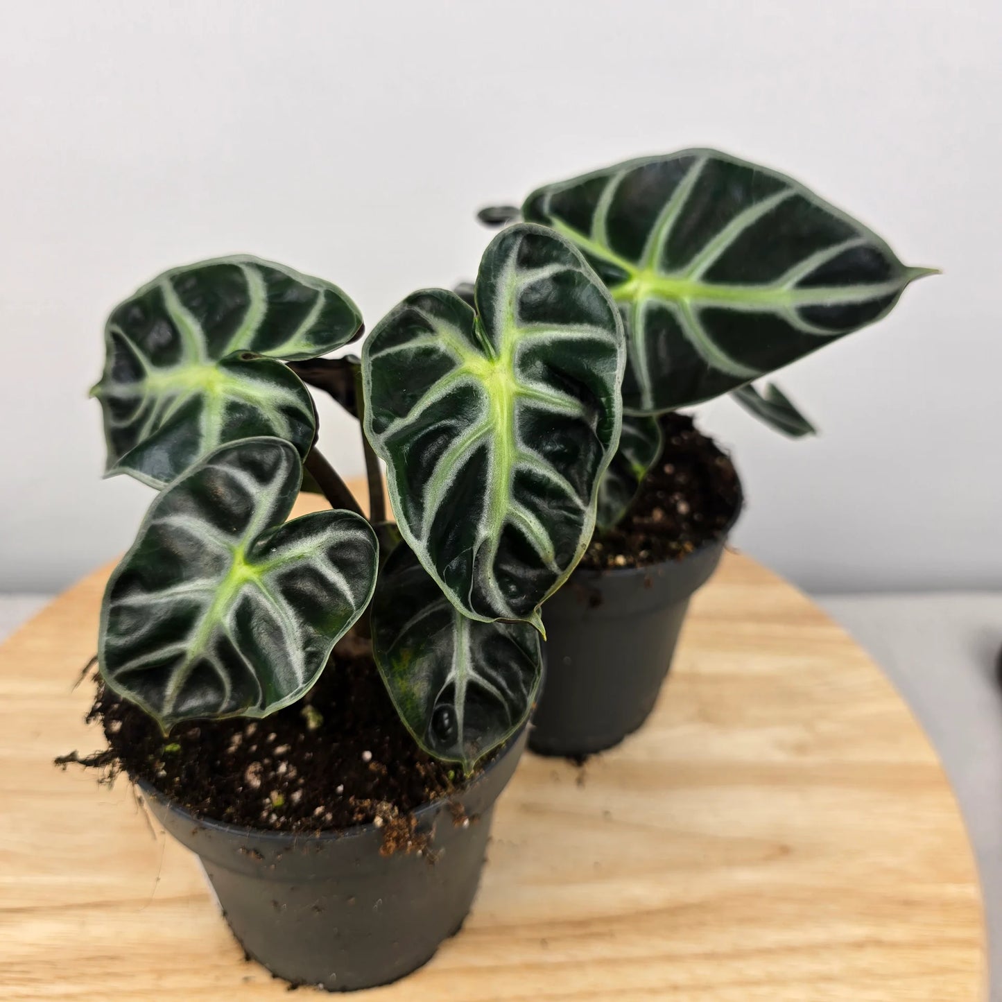Alocasia Balloon Heart