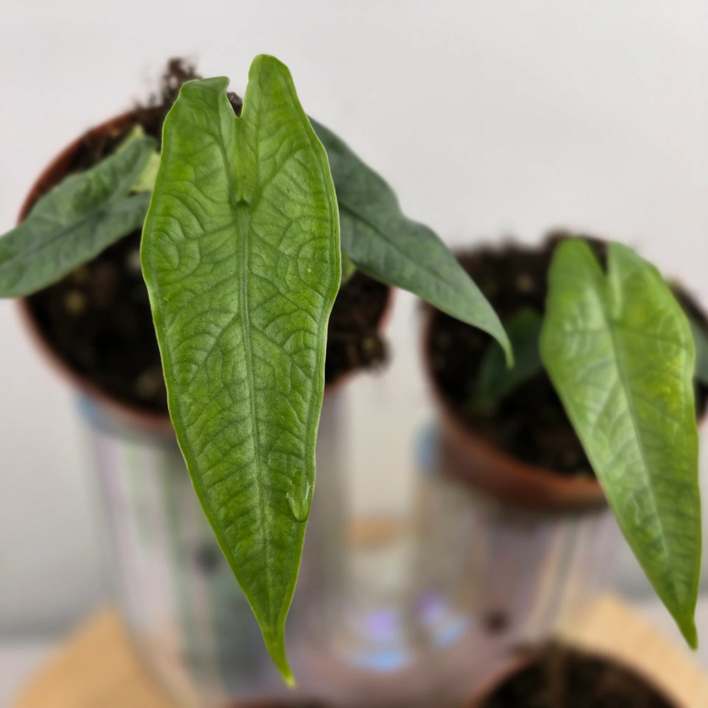 Alocasia 'Sulawesi Green Carpet'