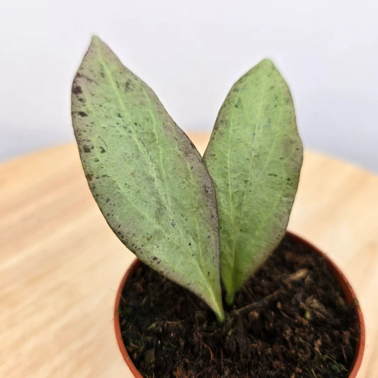 Hoya nicholsoniae 'New Guinea Ghost'