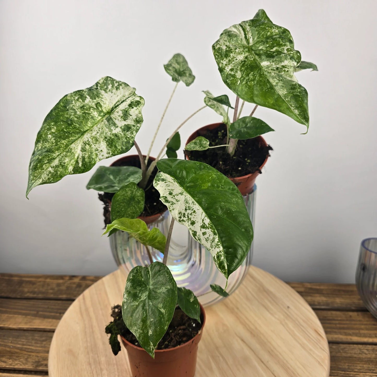Alocasia odora 'Batik Variegata'