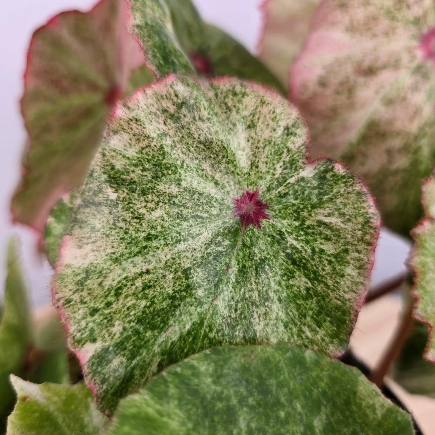 Begonia 'Rouge Variegata'