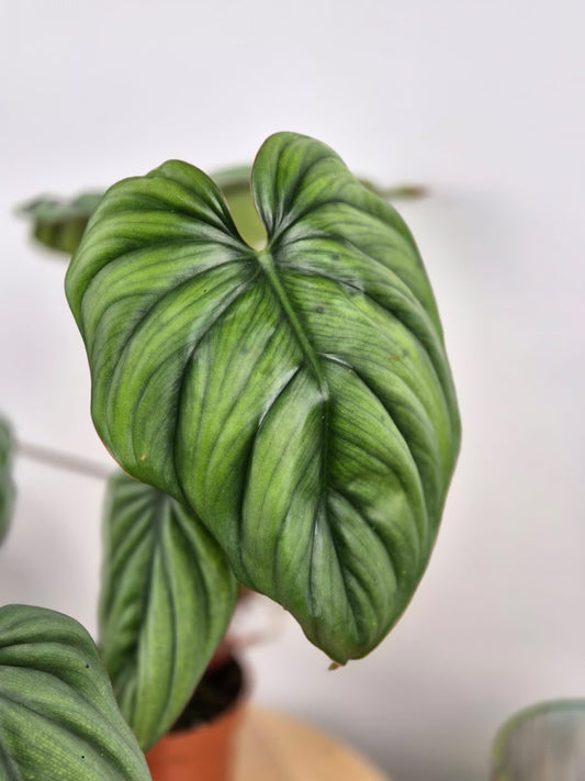 Philodendron sp Colombia