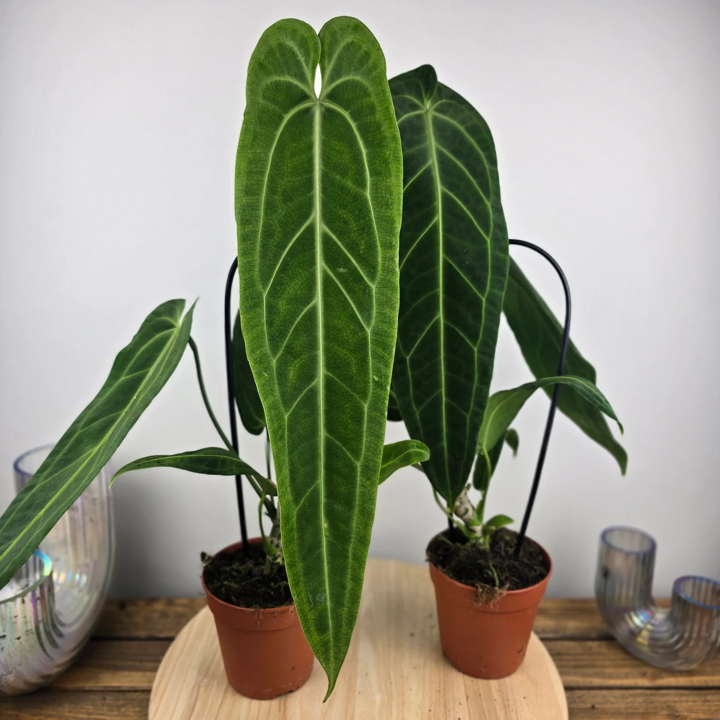 Anthurium warocqueanum 'L'