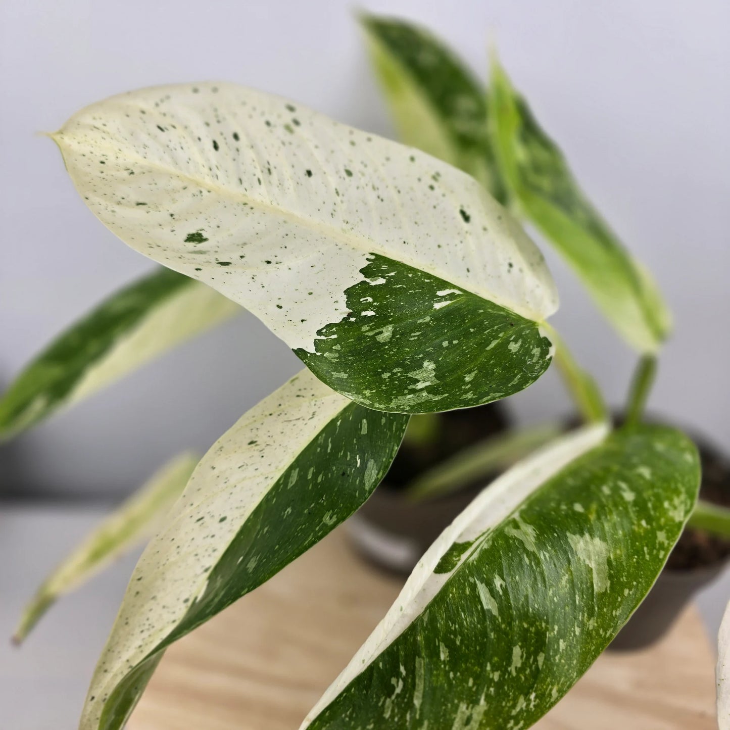 Philodendron 'Jose Buono'