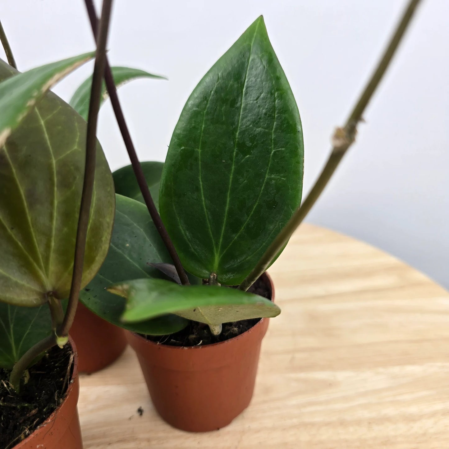 Hoya sp Papua