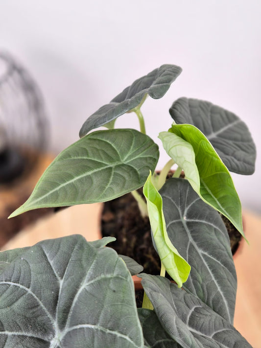 Alocasia Maharani