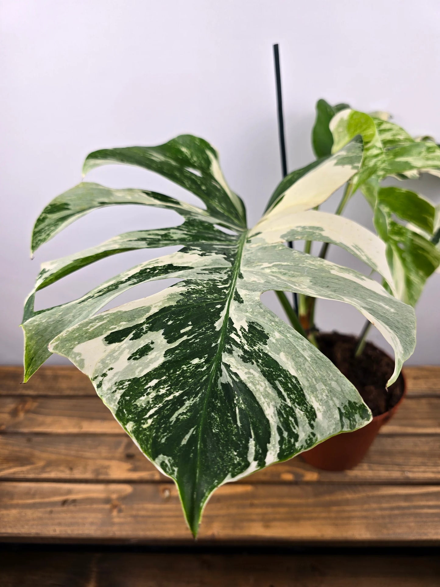 Monstera Deliciosa 'variegata'